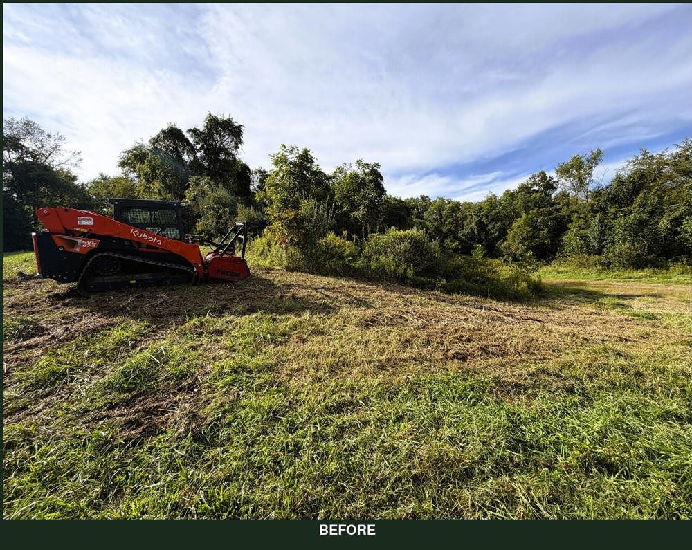 Trail line grown over with brush before clearing