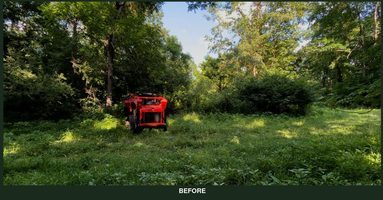 Field edge overgrown and closing in before restoration